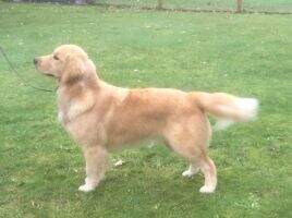SweetGold Shelby