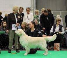 C.I.B C.I.E Nordic CH NORD CH FI CH SE CH(S) DK CH(S) EE CH EE Clearing Pond's Ice Man Qualified in the field