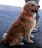 Bear Valley's Maximus Brody Guardian Angel