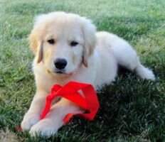 Bear Valley's Love Is Brayden