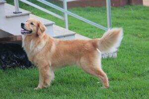 PERFECT GOLDEN FLORENCA