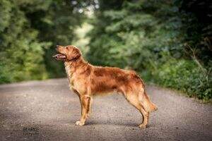 Welldox Best Madoc