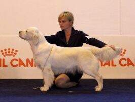 Ch. Romania, Grand Ch. Romania Islander Golden Orion Saiph
