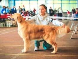 Сh Blr Charlott Chantilly
