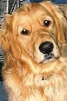 Argo's Golden Bear