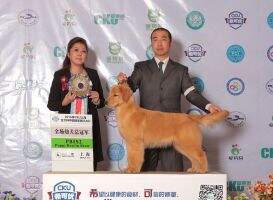 CN CH Chuan Qi Huang Jin Quentana from legend
