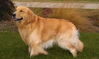 Midas Touch Sooper Dooper Cooper Midas Touch Sooper Dooper Cooper