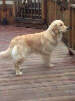 Angelwood Savannah's Golden Pride