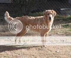Mmfr Susie Q Gold