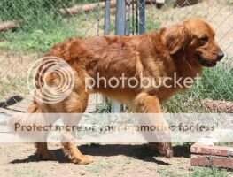 Mmfr Killian's Irish Red Gold