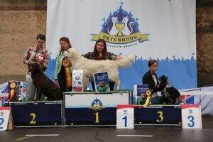 GRAND RUS CH, CLUB CH, RKF CH Radost Iz Istry Archibald