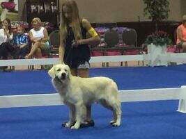 IABCA Nat & CH Lake Country & Heartland's Triton