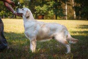 Henrick z Liblick?ch r?kosin