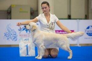 JRUS CH RUS CH Northstream My Dream In The Team JRUS CH RUS CH Northstream My Dream In The Team