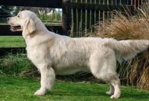 MBISS NZ CH Sandlewood ivy's A Gamble (AI) MBISS NZ CH Sandlewood ivy's A Gamble (AI)