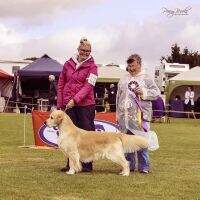 NZ SPR Ch & SPL GR CH Sandlewood Take A (AI) NZ SPR Ch & SPL GR CH Sandlewood Take A (AI)