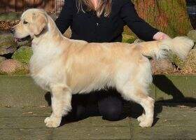 Evidog Twister