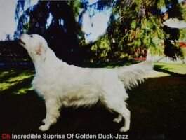 Incredible Surprise of Golden Duck