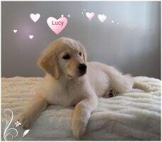 CH. MBBPIS Jackson's I Love Lucy