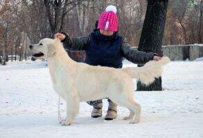 2xCH.RKF CLUB CH GRAND CH Rus Yava Iz Sokolinogo Gnezda