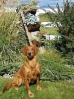 SkyRiver's Reddie for Adventure