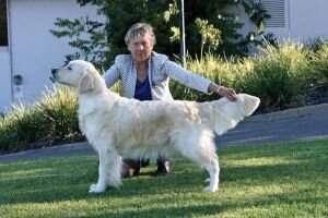 Aust Ch Goldew Mamma Mia Aust Ch Goldew Mamma Mia