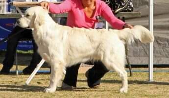 BPISS Champion Zenevieva Pink Floyd at Savannalands