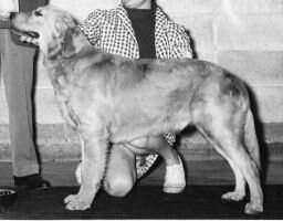 Malagold Beckwith Alfie