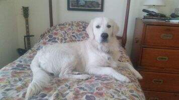 Shadymist Cooper Jameson
