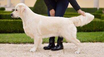 CZ Adele Dori's golden miracle CZ Adele Dori's golden miracle