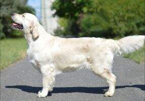 Ariadne Dori's golden miracle