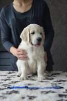 Argon Dori's golden miracle