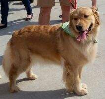 Neyland's Golden Surely You Jest