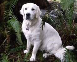 Simcoe Hills Lady Jasmine