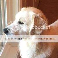 Arkansas Gold Big Baby Beckett