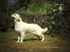 Serbian Ch Tiara's Heartsofgold Rock My World