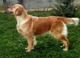 Golden von Schwarcz Carmen