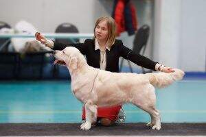 JChRus, JChClub, Ch Rus, ChClub, ChRKF, GrandCh Riera Emilia JChRus, JChClub, Ch Rus, ChClub, ChRKF, GrandCh Riera Emilia