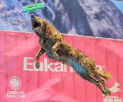 Tanbark's Run Fur The Roses RN DEX RATCH CZ8S TKI SWE
