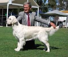 Australian Champion Dobro Moon Beam