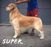 Golden Heaven Super Natural BPIS