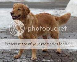 Sunfire's Furry Race to Victory BN RI AJP TKI