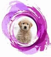 Harmony's Paint By Number