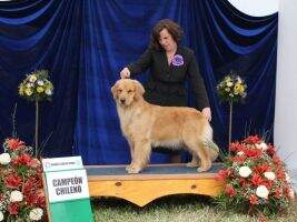 CH.Chi Barbour Golds its gonna be Love