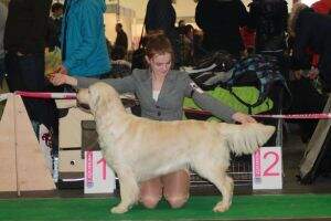 EST LVA LTU BALT J CH Golden Jaagram Brigitte TLN WCup18 TLN JWCup15 ESTJW15 BALT