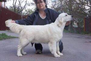 ChBG Cac (UA) Kahn-Canary Enigma