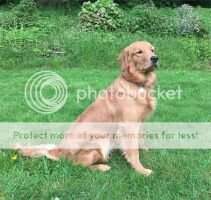 Four Lakes Dreams of Golden Wings CGCA BN CCA
