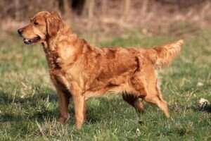 Sungold Hasina Sungold Hasina