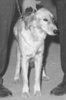 Goldenstone's Kyrie Kamie