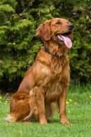 Grahamgolden Amber Aboyne